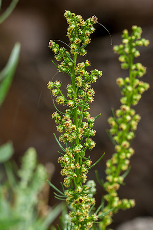 Northern Wormwood - Artemisia campestris