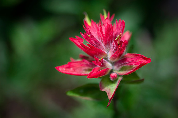 Indian Paintbrush
