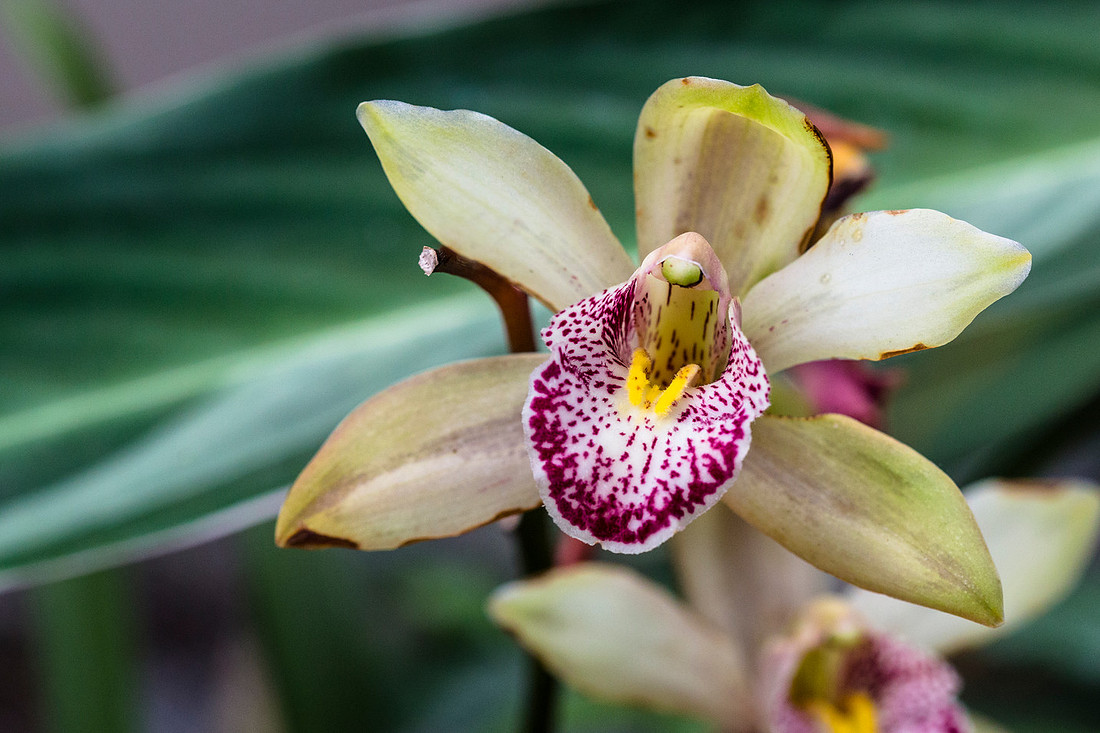 Cymbidium sp.