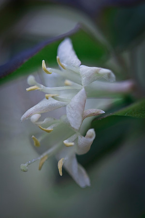 Twin Flower