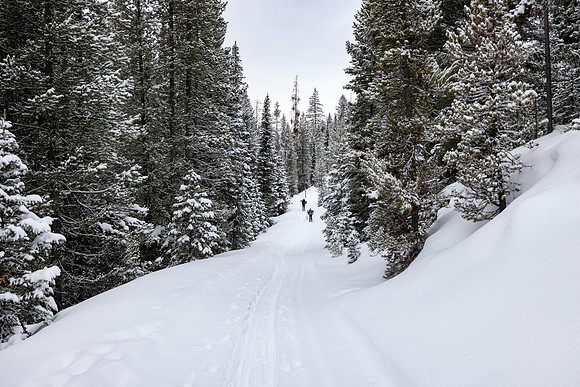 Custer Gallatin National Forest Maxey Cabin: skiers on the trail