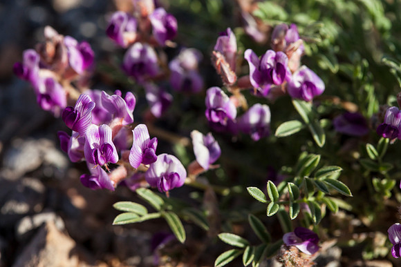 Astragalus sp.