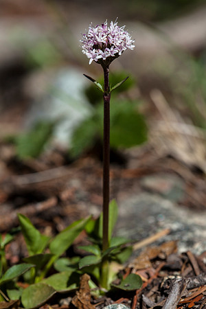 Sharpleaf Valerian - Valeriana acutiloba