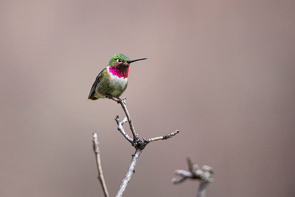 Broad-tailed Hummingbird (2) - Selasphorus platycercus