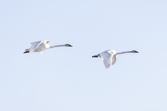 Trumpeter swans in flight