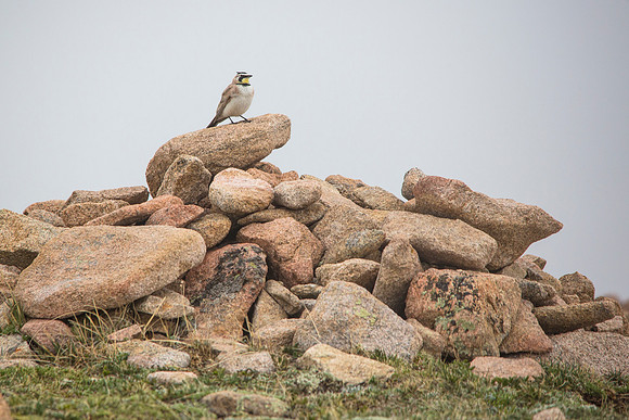 Horned Lark - Eremophila alpestris