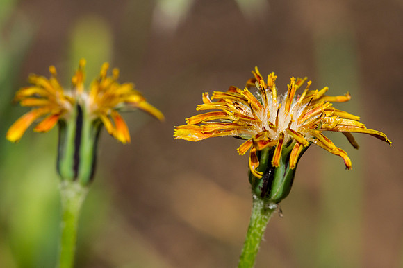 Orange Agoseris - Agoseris aurantiaca