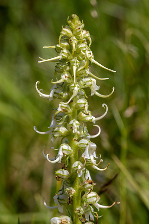 Elephanthead Lousewort - Pedicularis groenlandica
