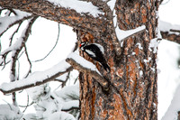 Downy Woodpecker