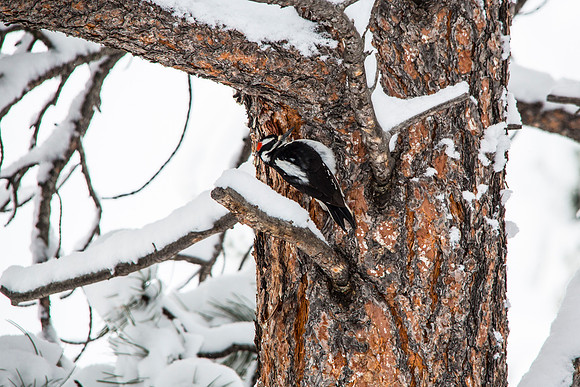 Downy Woodpecker
