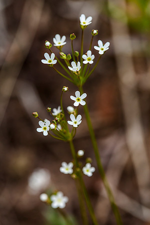 Northern Fairy Candelabra - Androsace septentrionalis