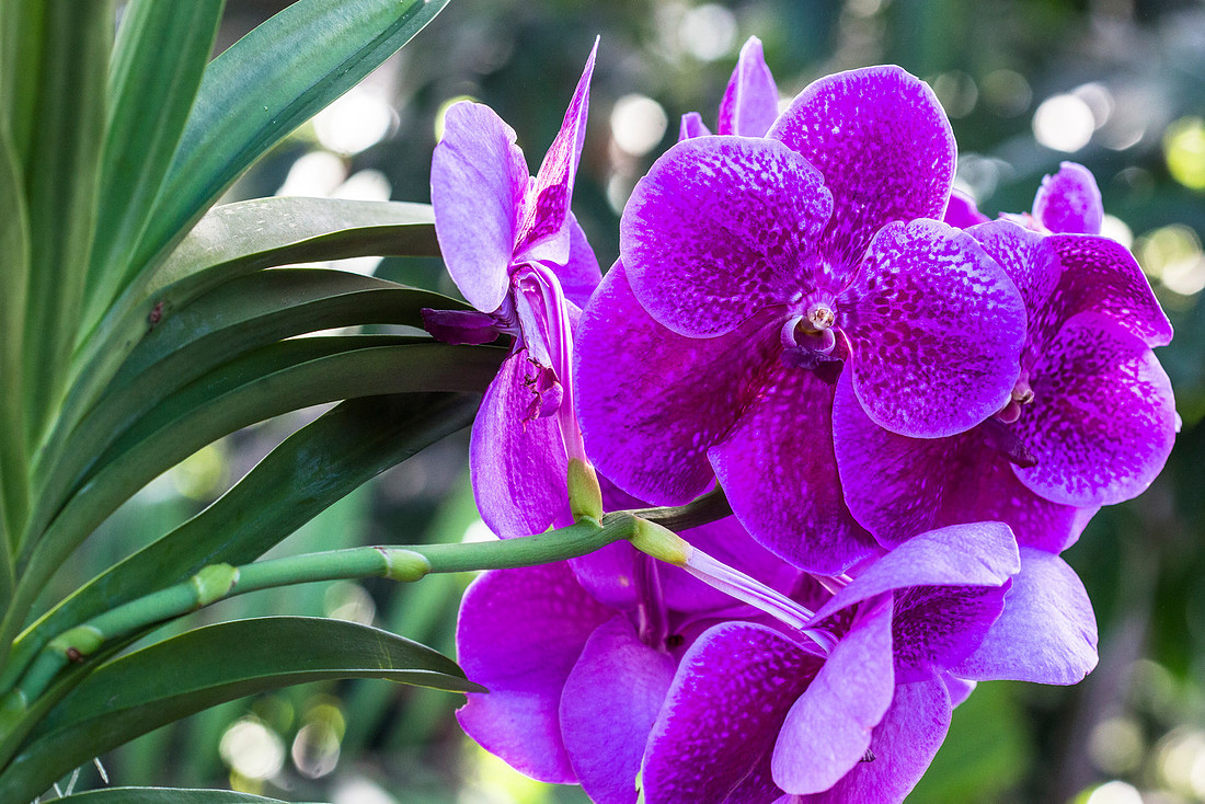 Vanda coerulea