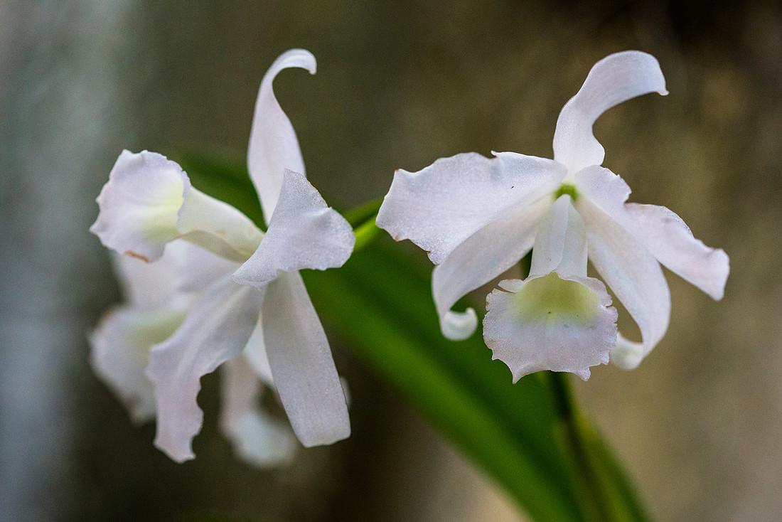 Bowring's Cattleya - Cattleya bowringiana