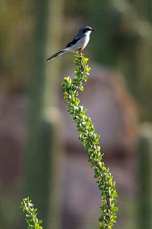 Loggerhead Shrike