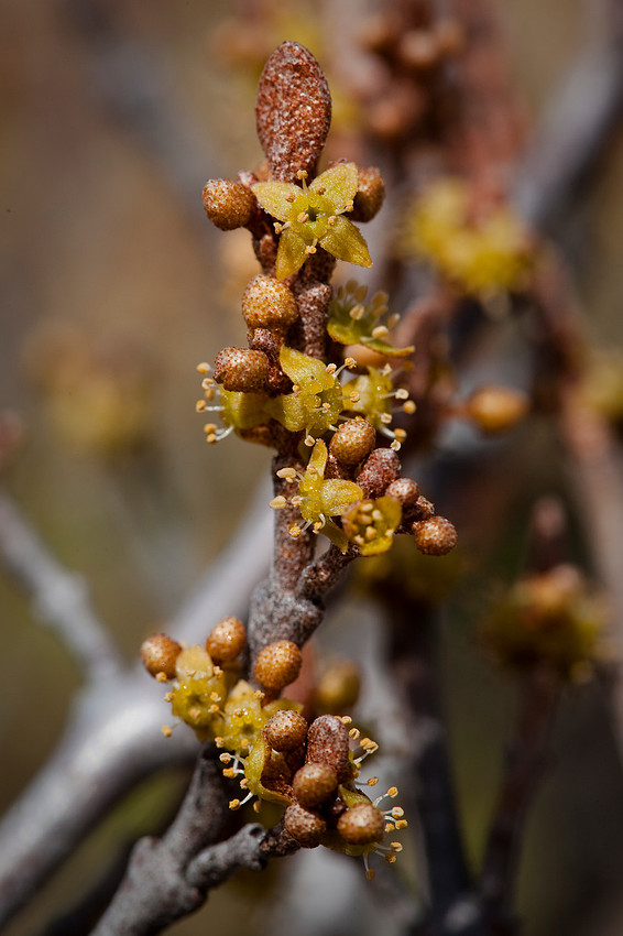 Soapberry - Shepherdia canadensis