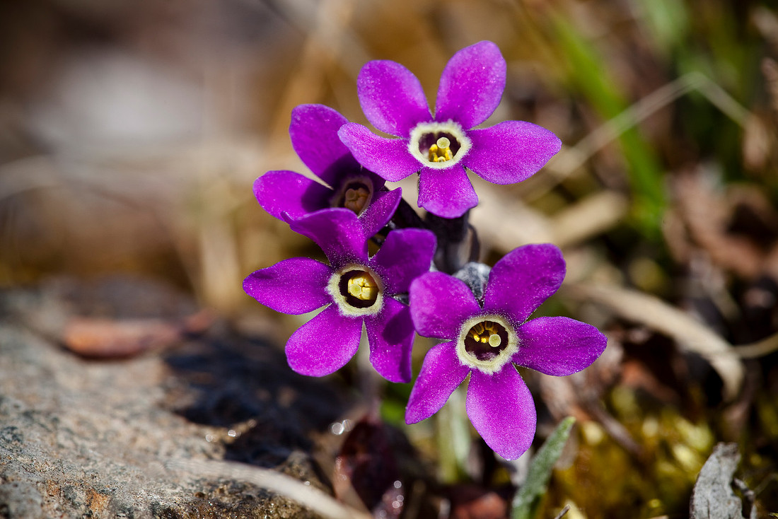 Arctic Primrose - Primula eximia