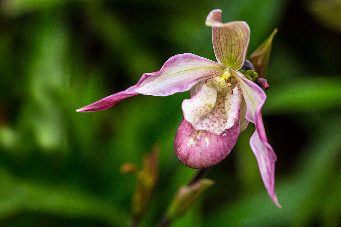 Phragmipedium Sedenii
