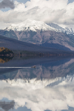 Stanton and Merganser Reflections