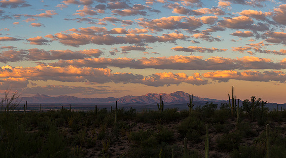 Saguaro Sunrise