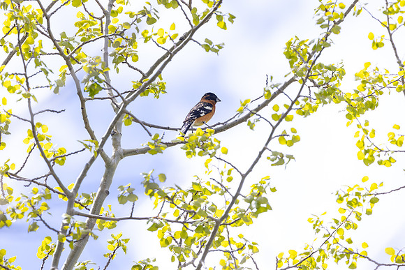 Black-headed Grosbeak (Pheucticus melanocephalus)