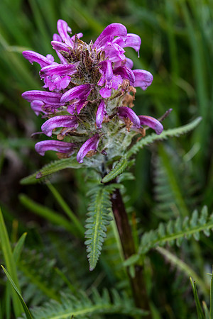 Alpine Lousewort - Pedicularis scopulorum