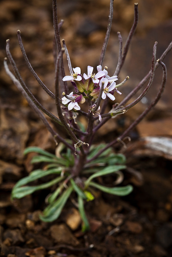 Pallas Wallflower - Erysimum pallasii