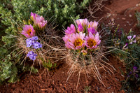 Fish-hook Cactus in Bloom