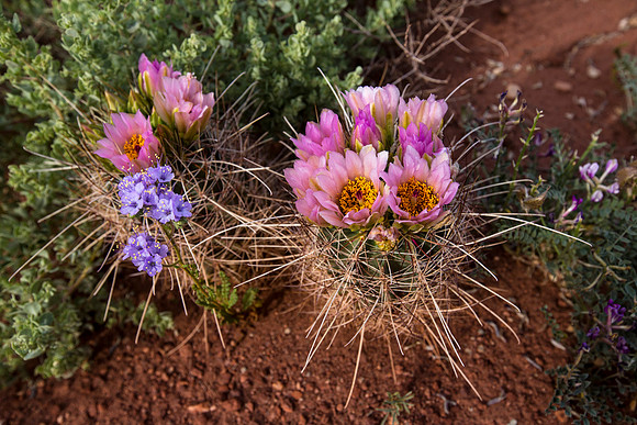 Fish-hook Cactus in Bloom