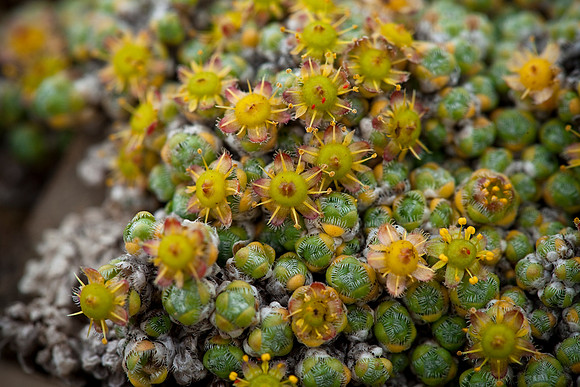 Cushion Saxifrage - Saxifraga eschscholtzii