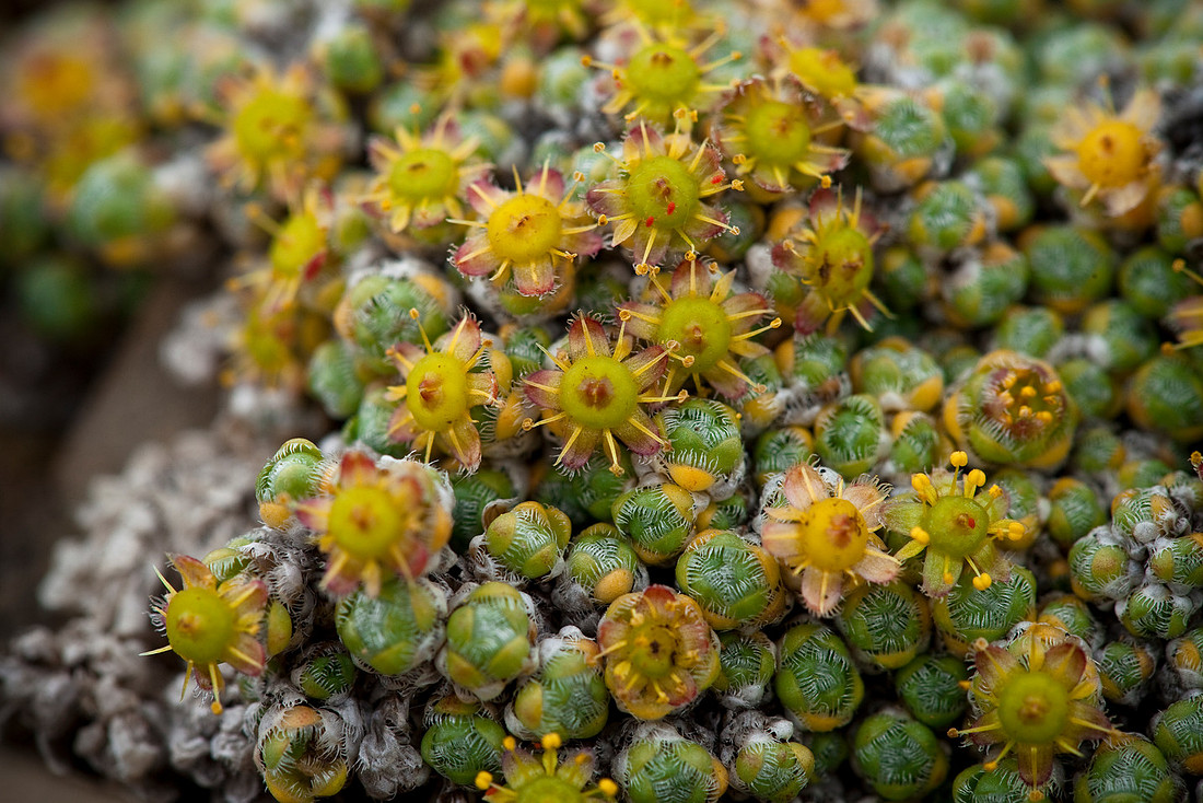 Cushion Saxifrage - Saxifraga eschscholtzii