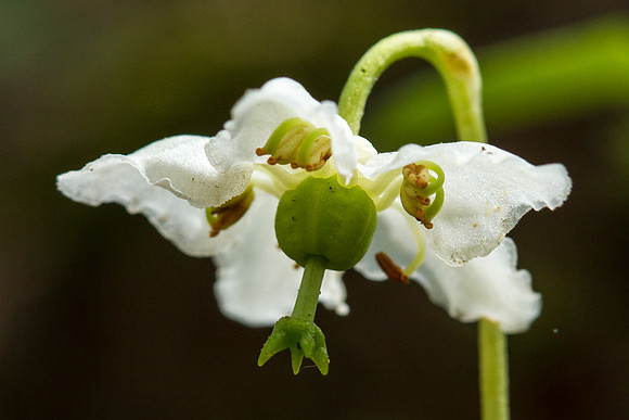 Shy Maiden - Pyrola uniflora