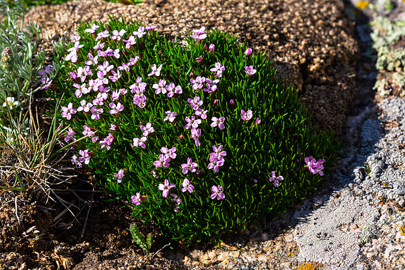 Moss Campion - Silene acaulis (2)