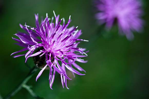 Spotted Knapweed