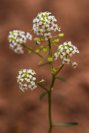 Peppergrass - Lepidium montanum