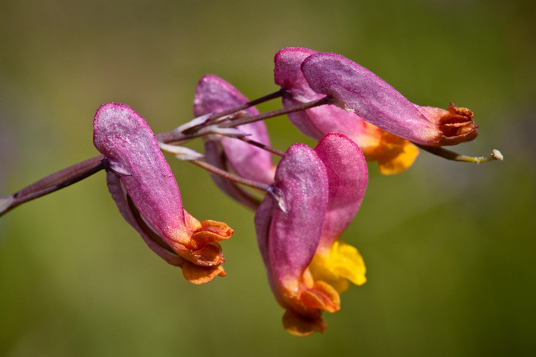Pale Corydalis - Corydalis sempervirens