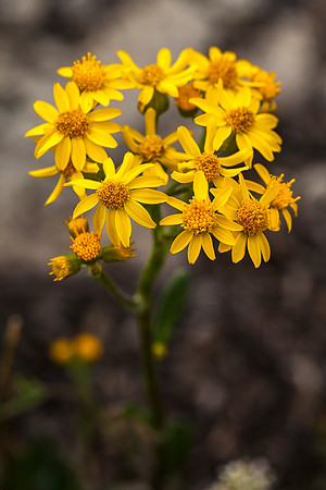 New Mexico Groundsel - Packera neomexicana