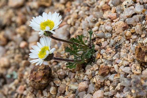 Hooker's Townsendia - Townsendia hookeri