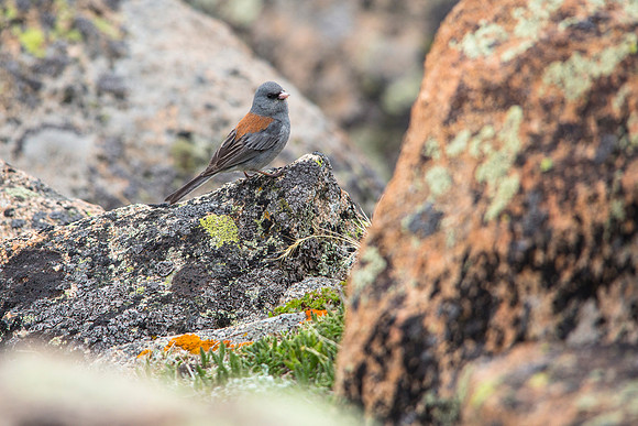 Gray-headed Junco - Junco hyemalis ssp. caniceps