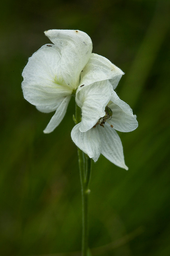 Monkshood (albino) - Aconitum delphinifolium ssp. delphinifolium
