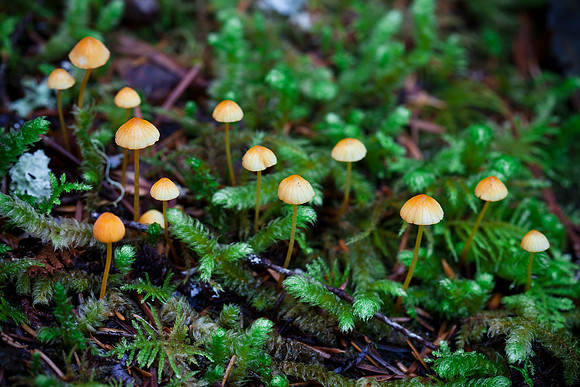 Forest Floor Fungus