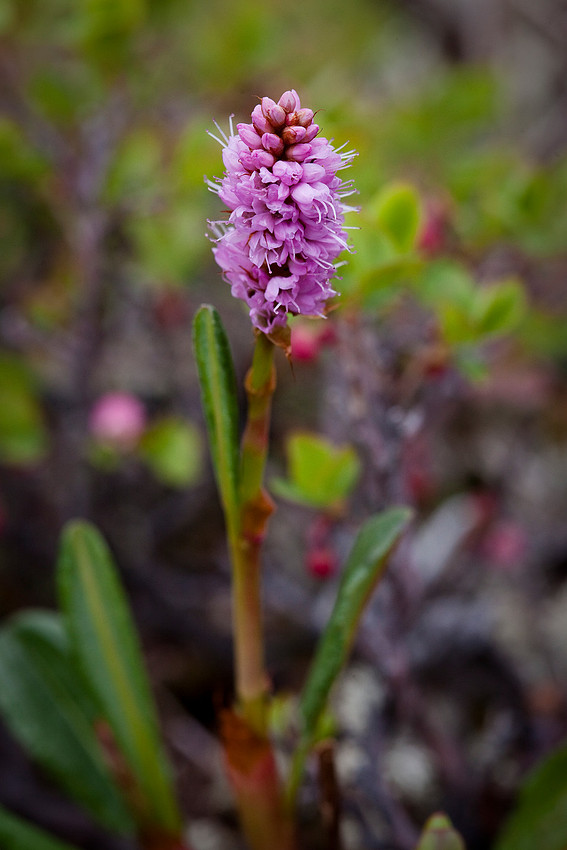 Pink Plumes - Polygonum bistorta