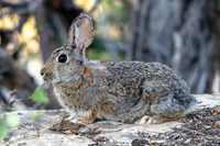 Cotton-tail Rabbit