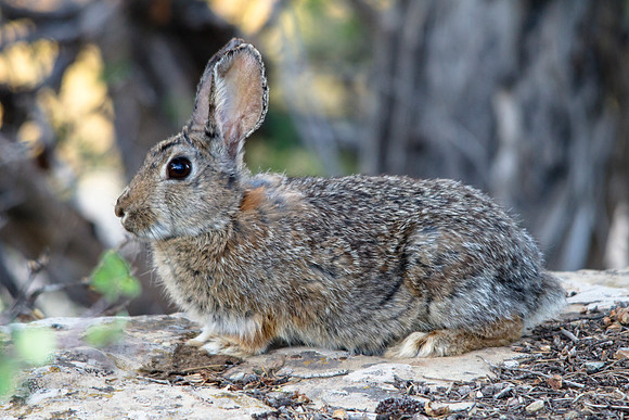Cotton-tail Rabbit