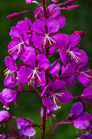 Tall Fireweed - Epilobium angustifolium