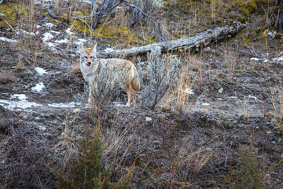 Watchful Eyes