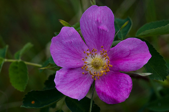 Prickly Rose - Rosa acicularis