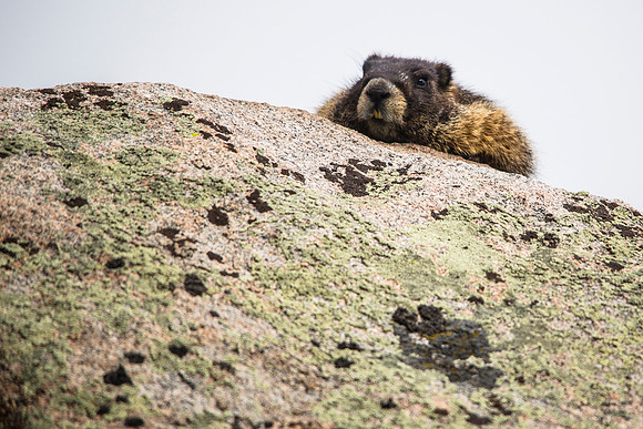 Napping Marmot