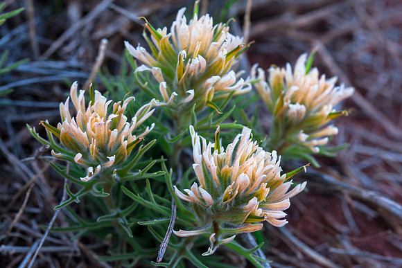 Castilleja chromosa (partially-albino)