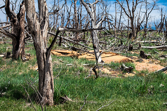 New Growth Post Fire
