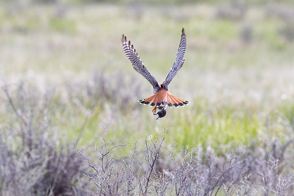 American kestrel (Falco sparverius) and prey